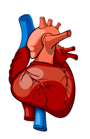 CardioCare Logo